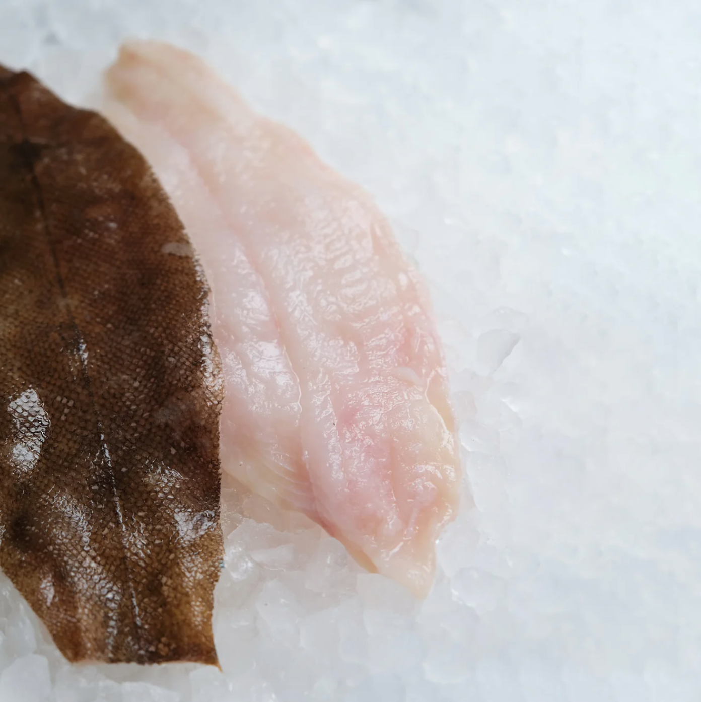 Lemon Sole