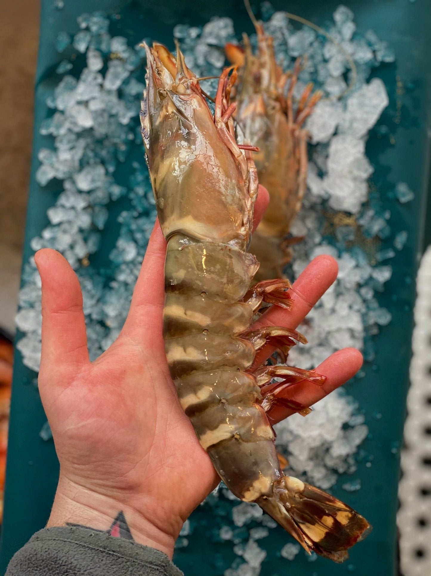 XXL Wild Black Tiger Prawns