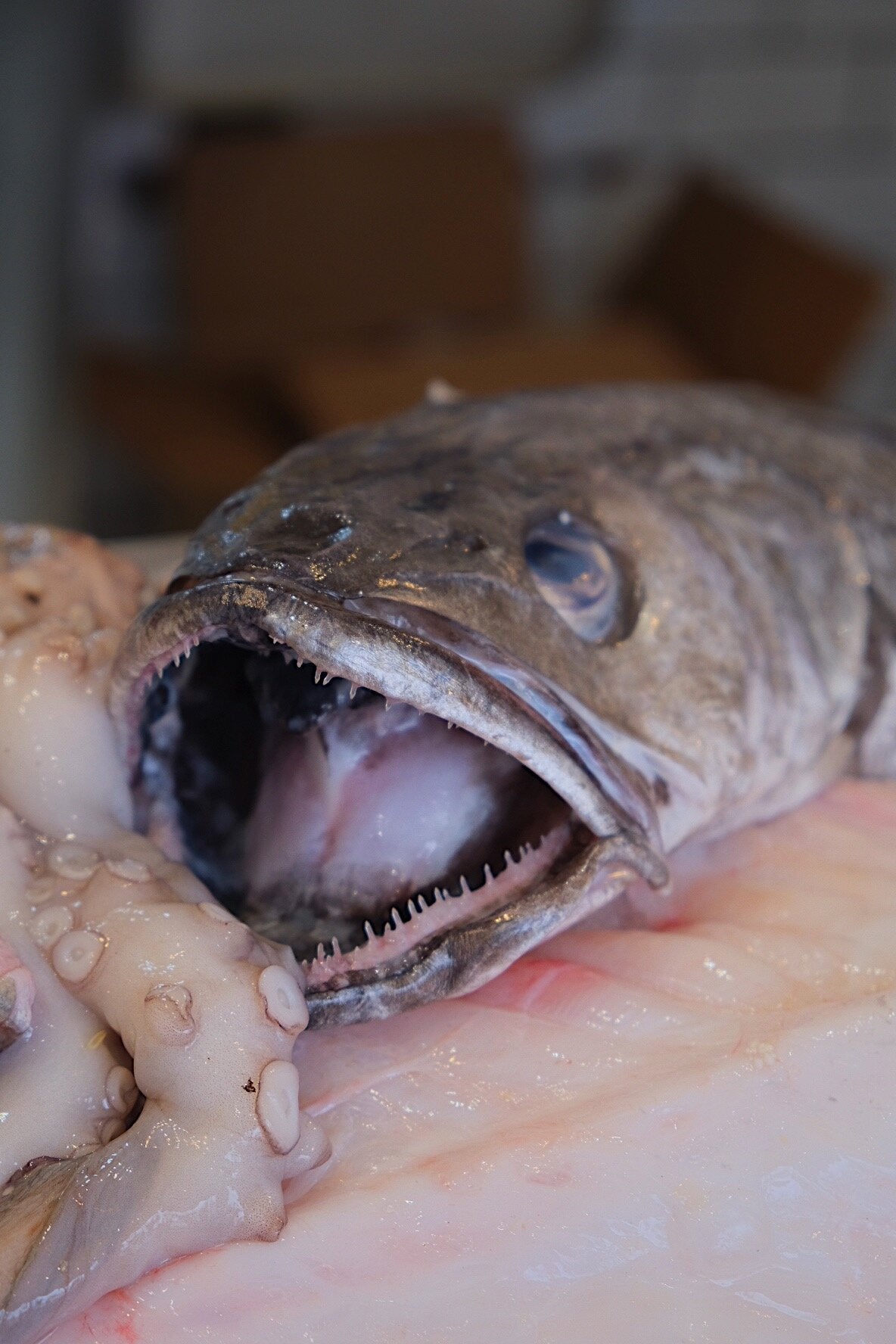 Hake Fillet