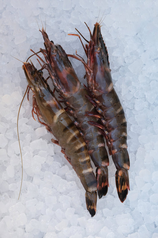 XXL Wild Black Tiger Prawns