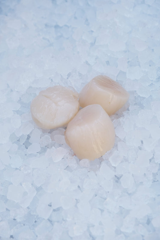 Scallops