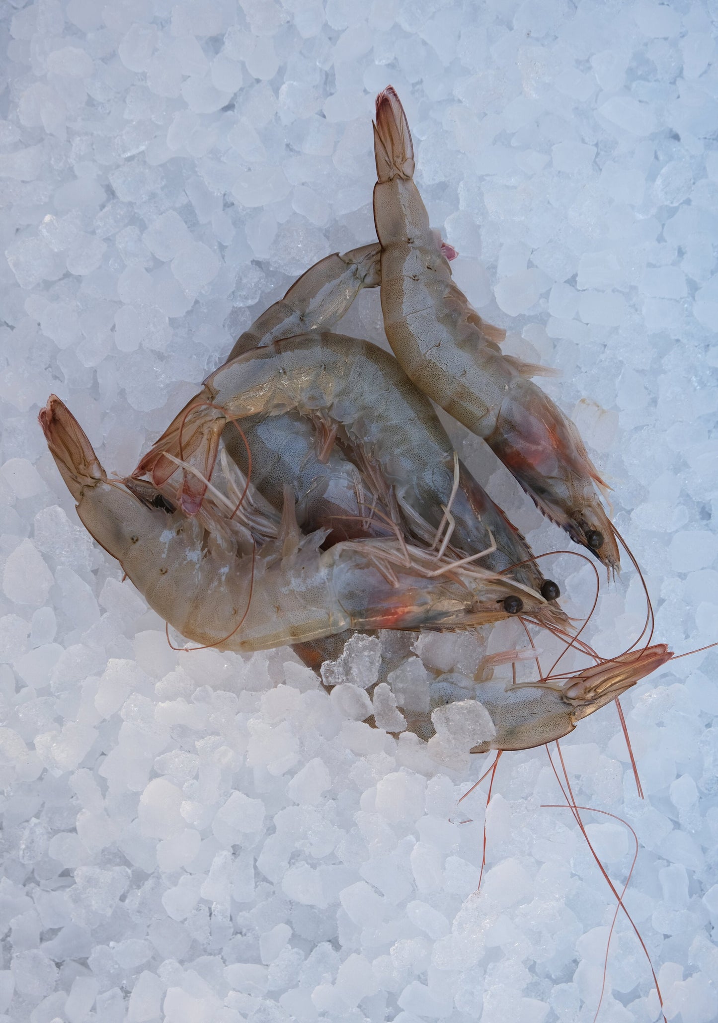King Prawns