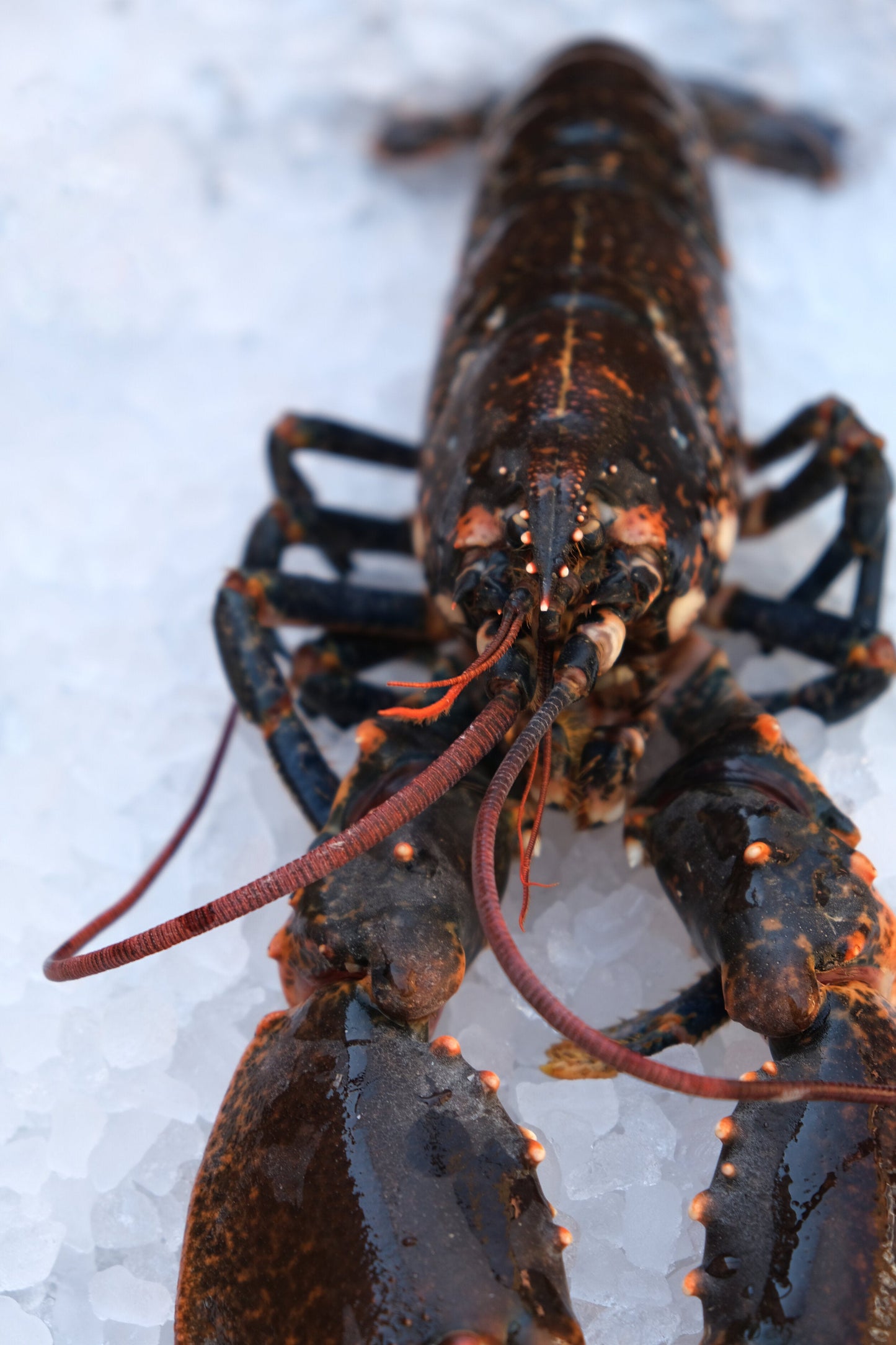 Live Lobster