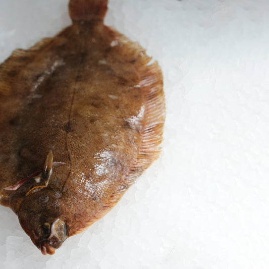 Lemon Sole