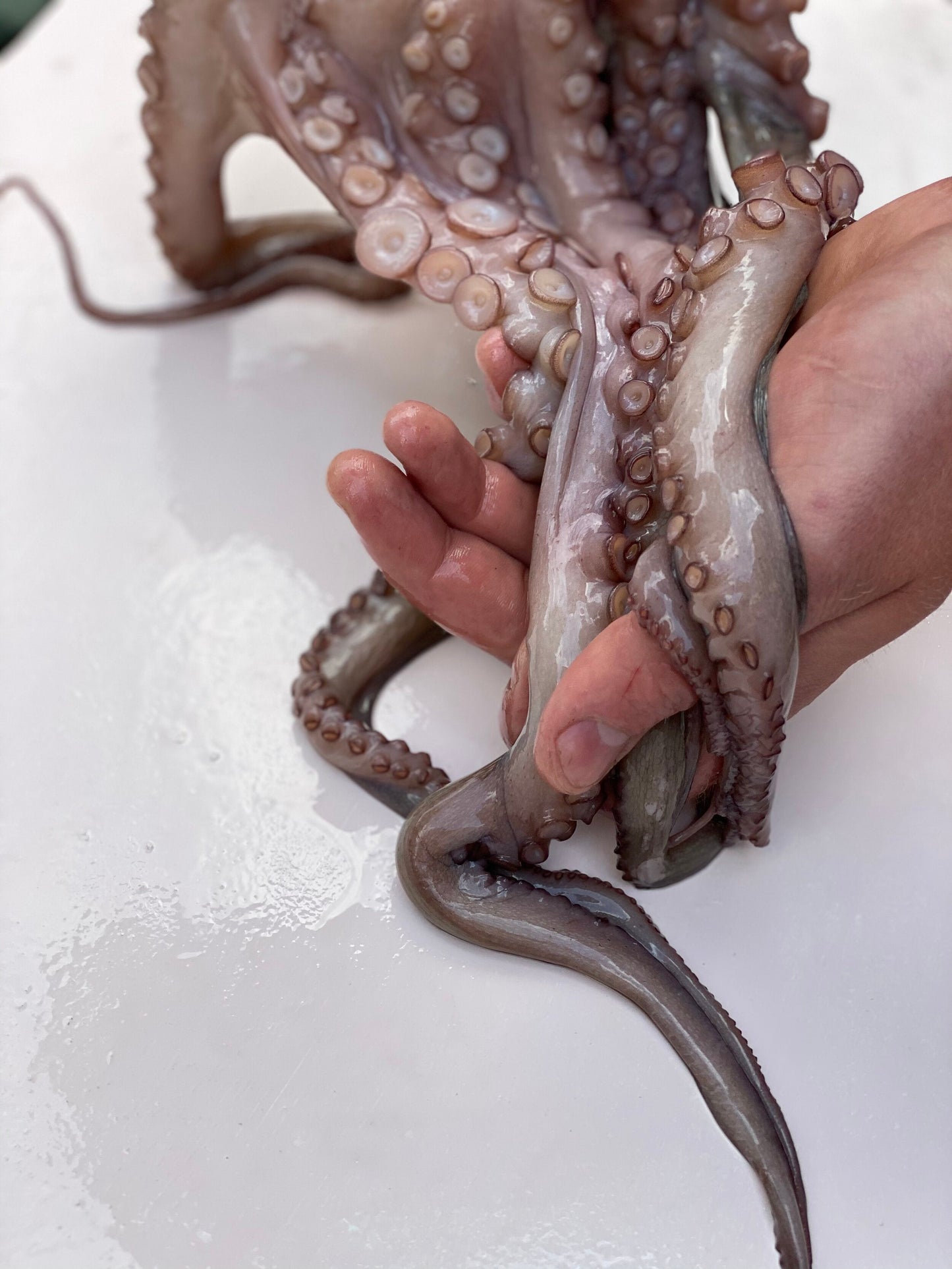 Galician Octopus