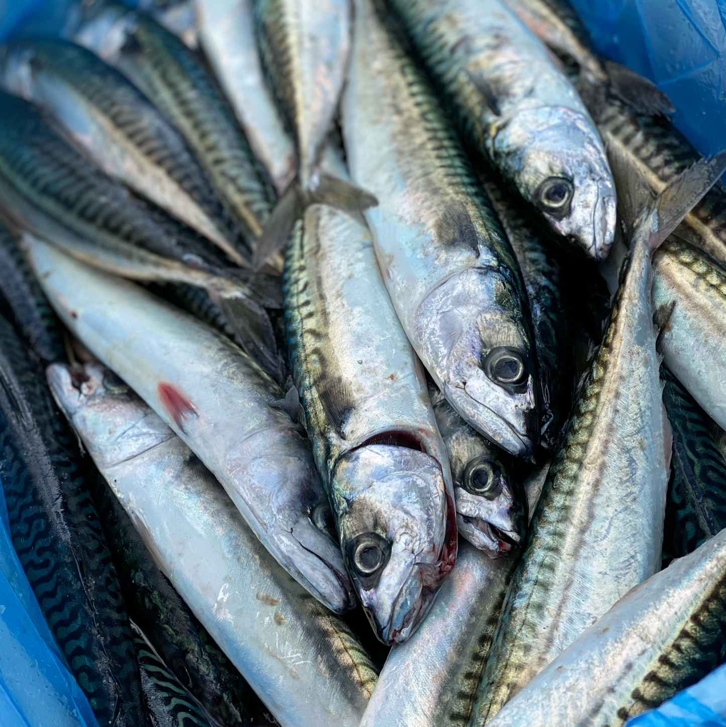Mackerel, Whole