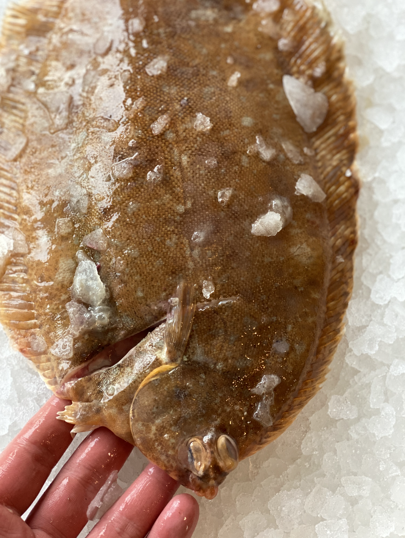 Lemon Sole