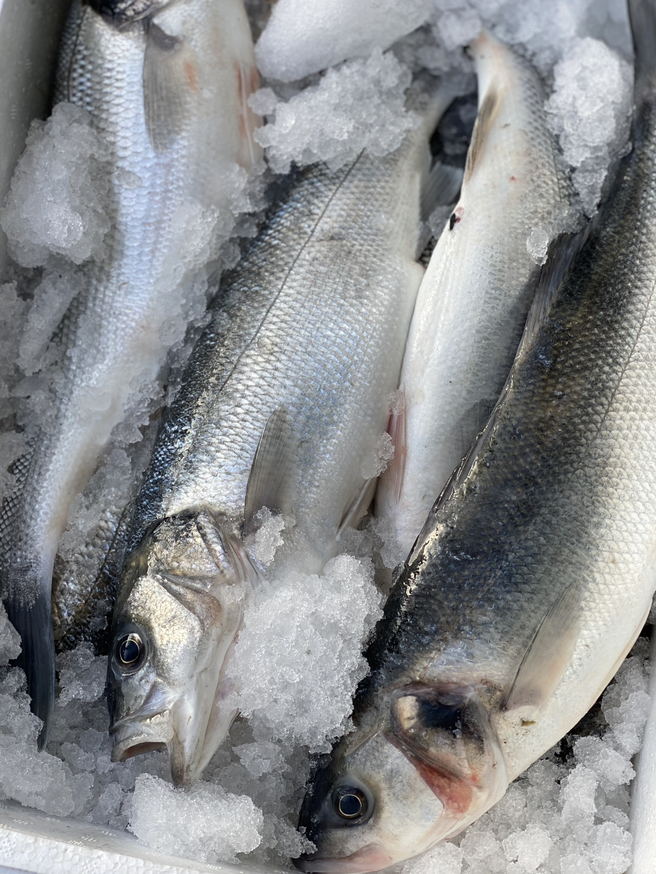 Wild Sea Bass