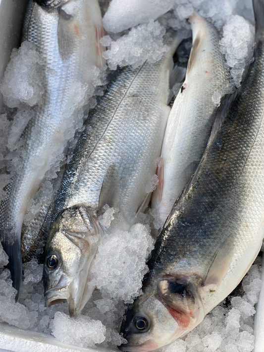 Wild Sea Bass