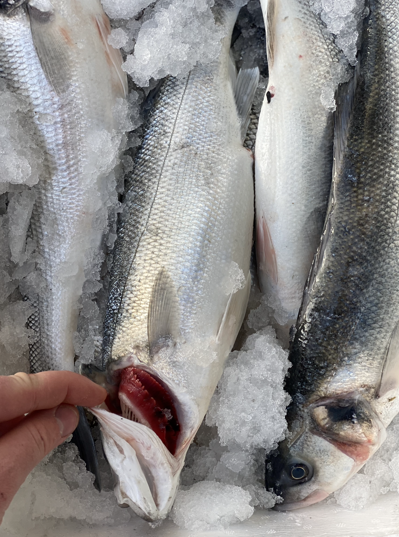 Wild Sea Bass