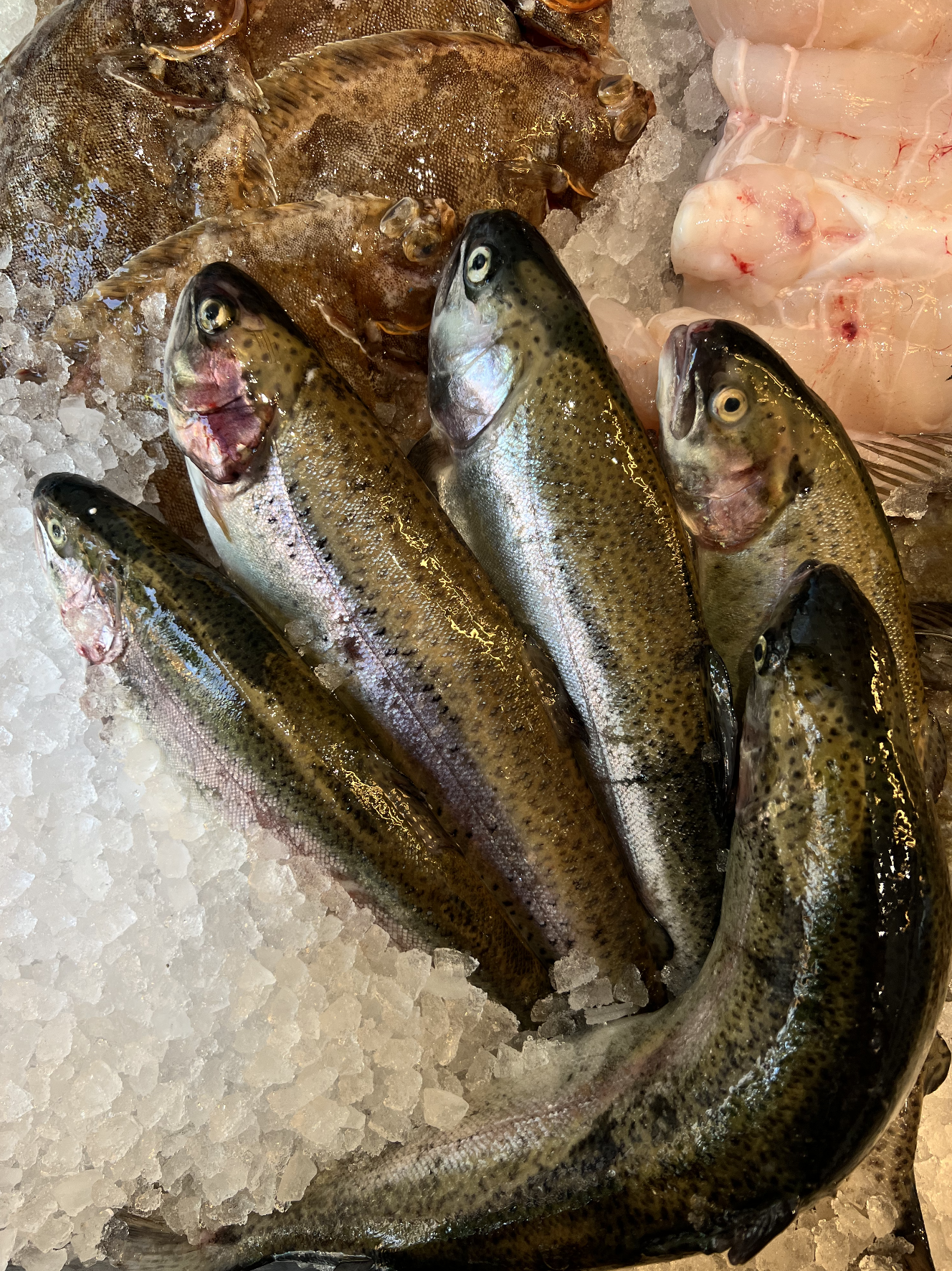 Rainbow Trout