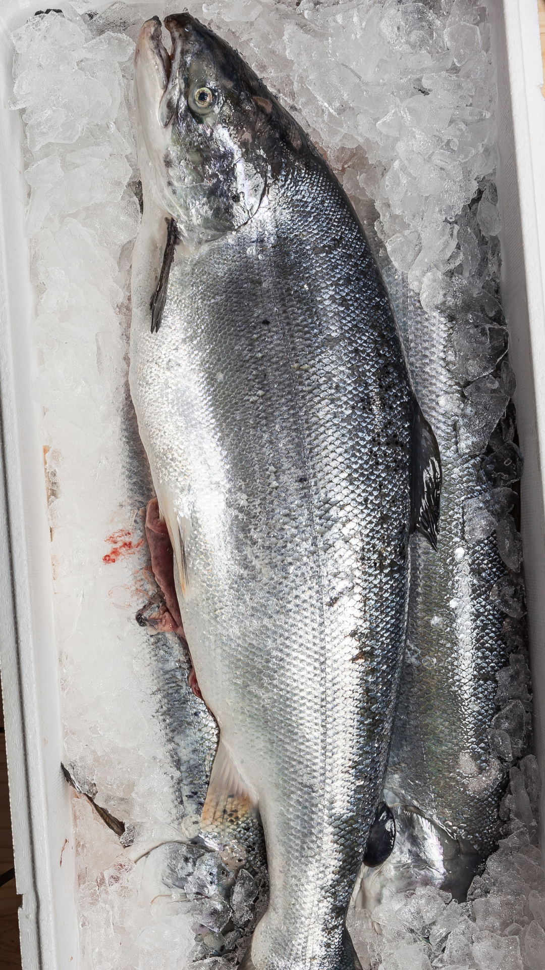 Whole Salmon