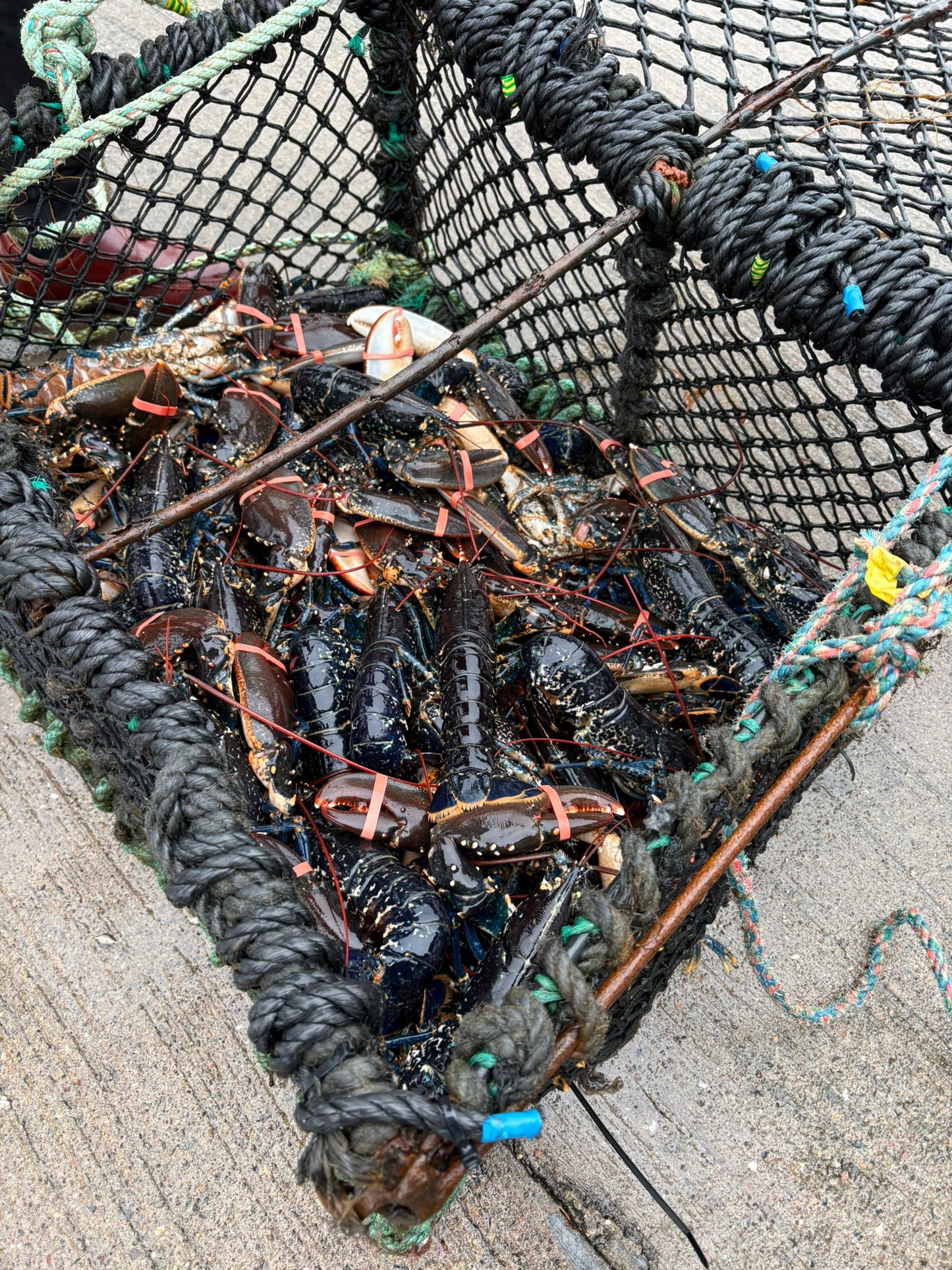 Limited Native Lobster Offer