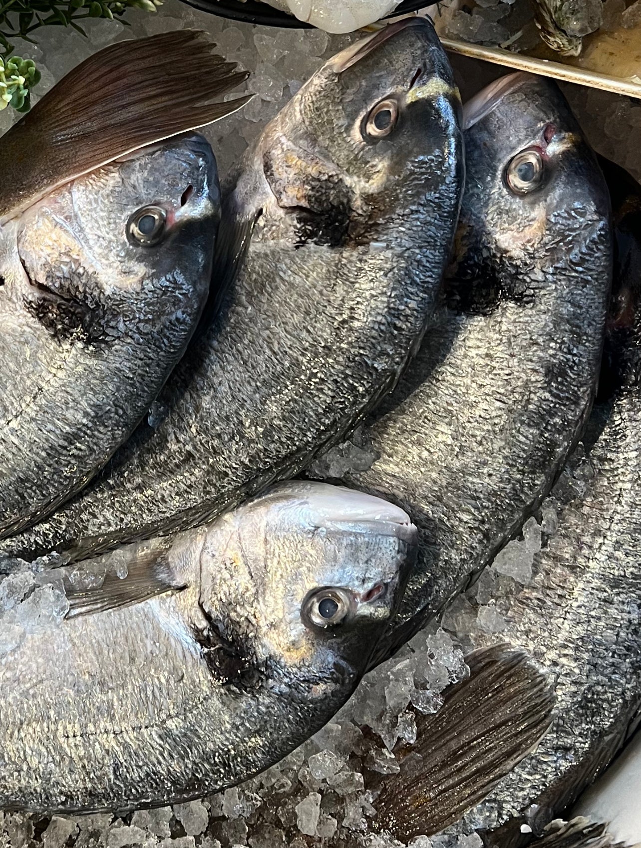 Sea Bream - Whole