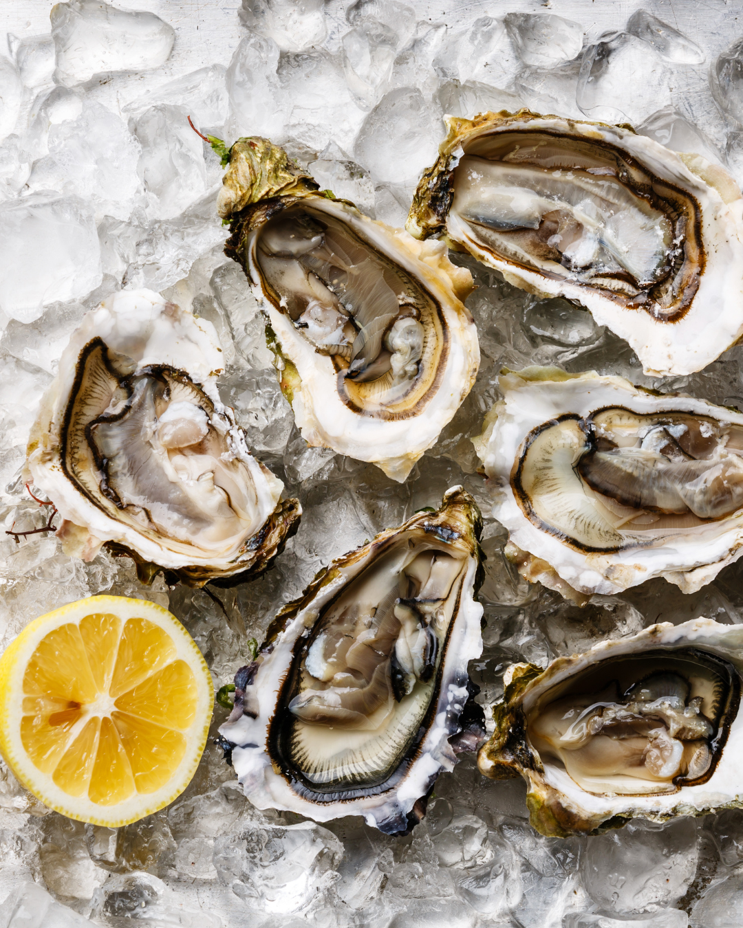 Oysters