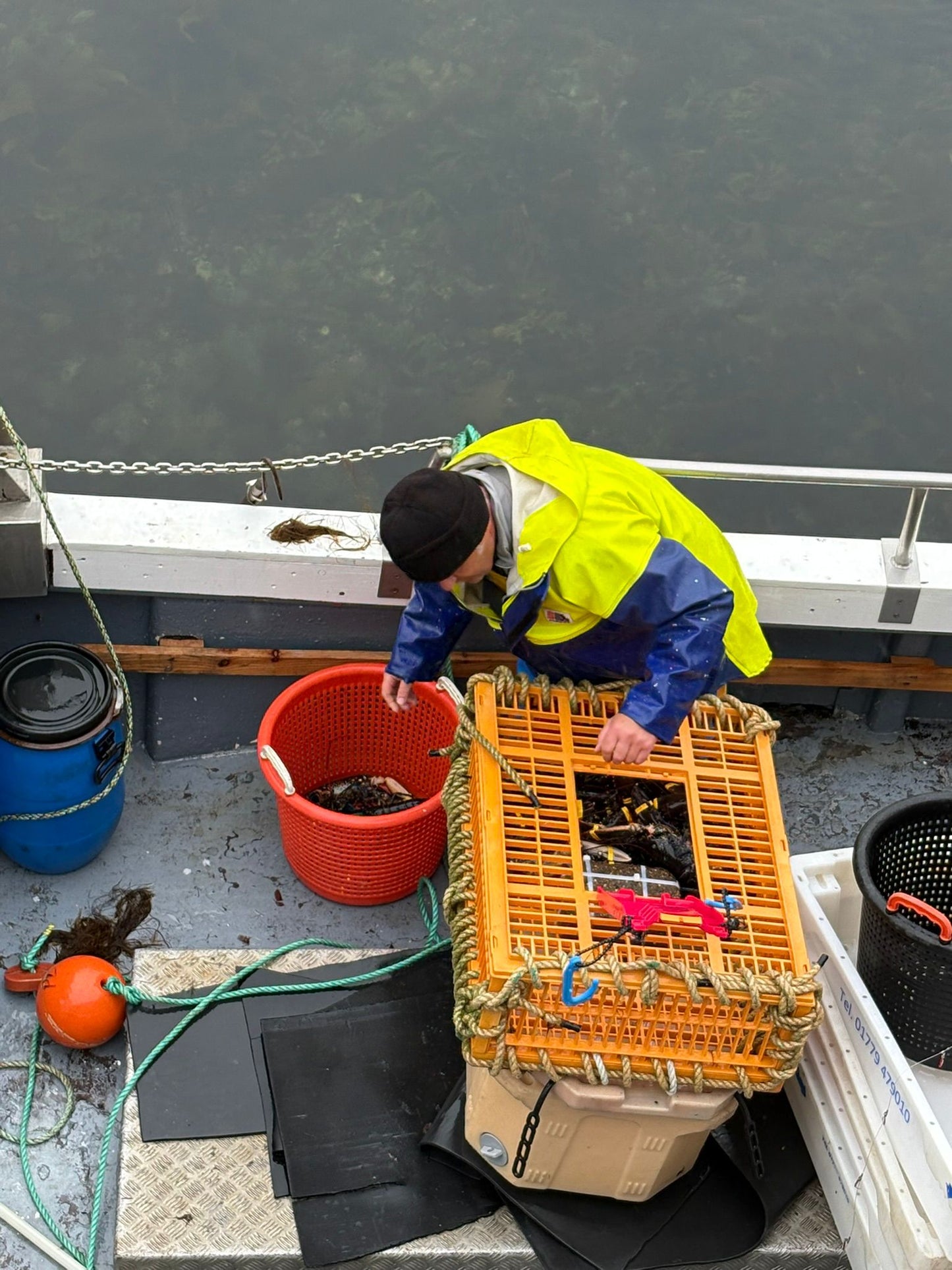 Limited Native Lobster Offer