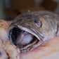 Hake Fillet