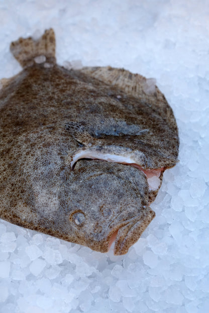 Wild Turbot