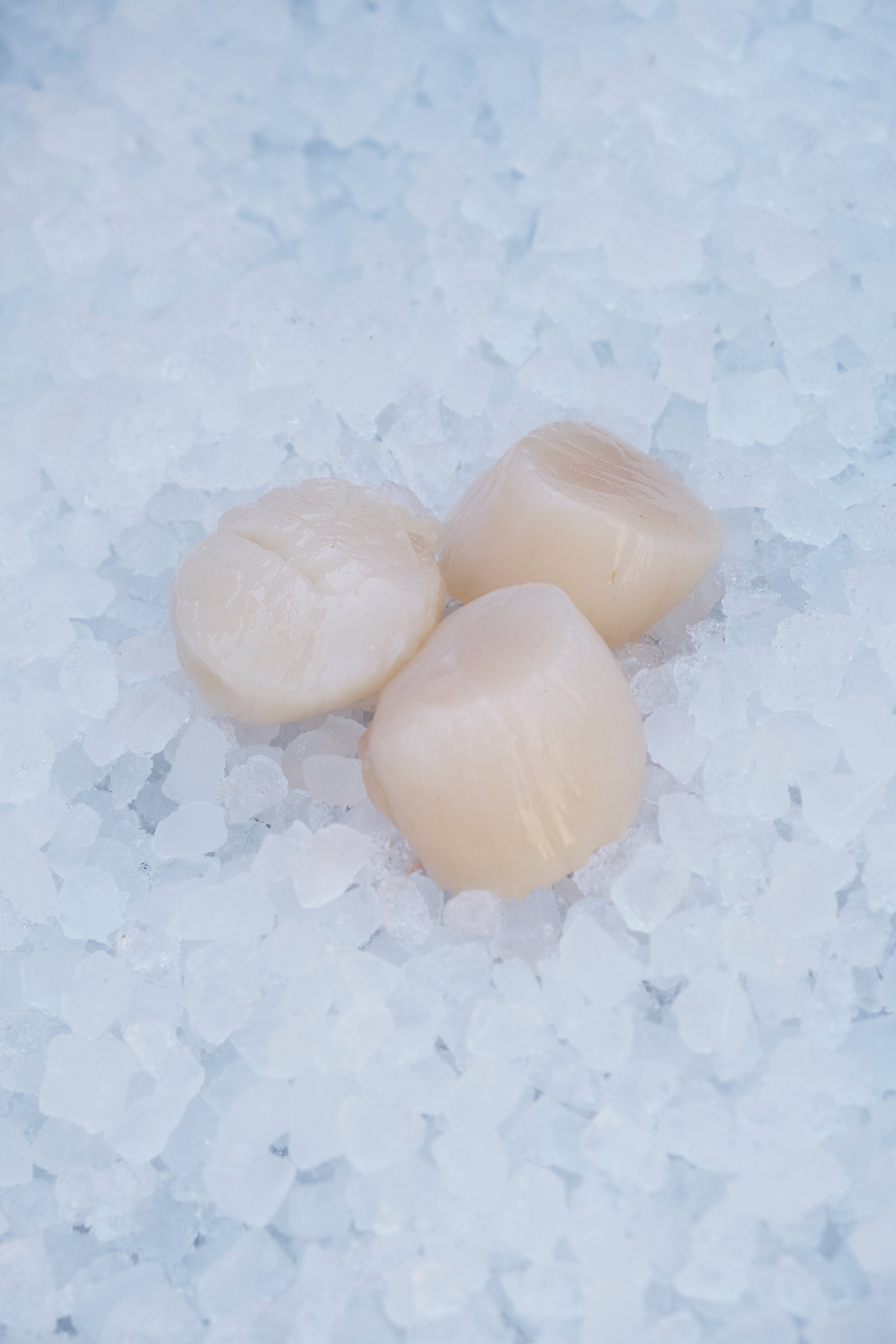 Scallops