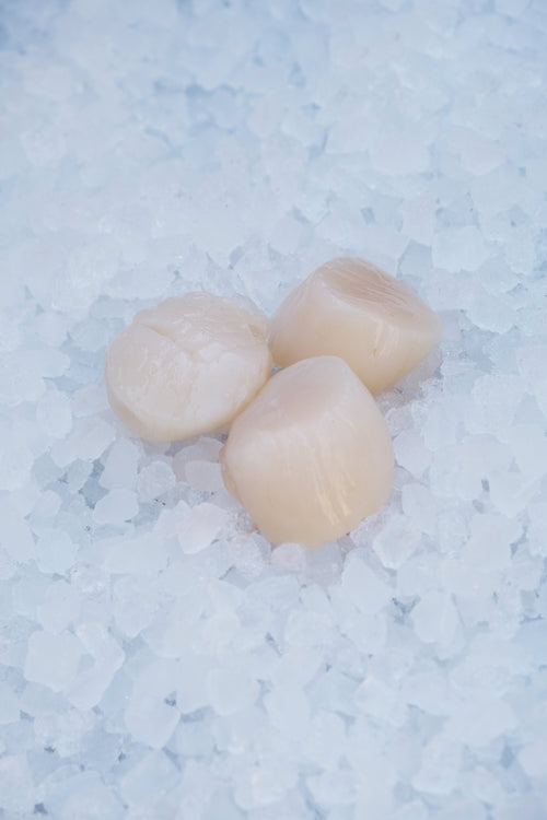 Scallops