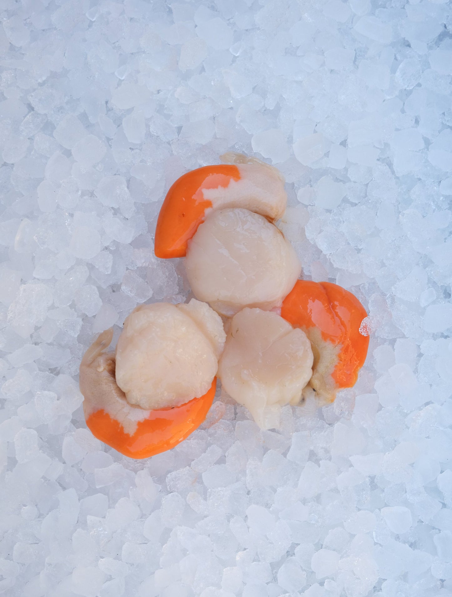 Scallops With Roe
