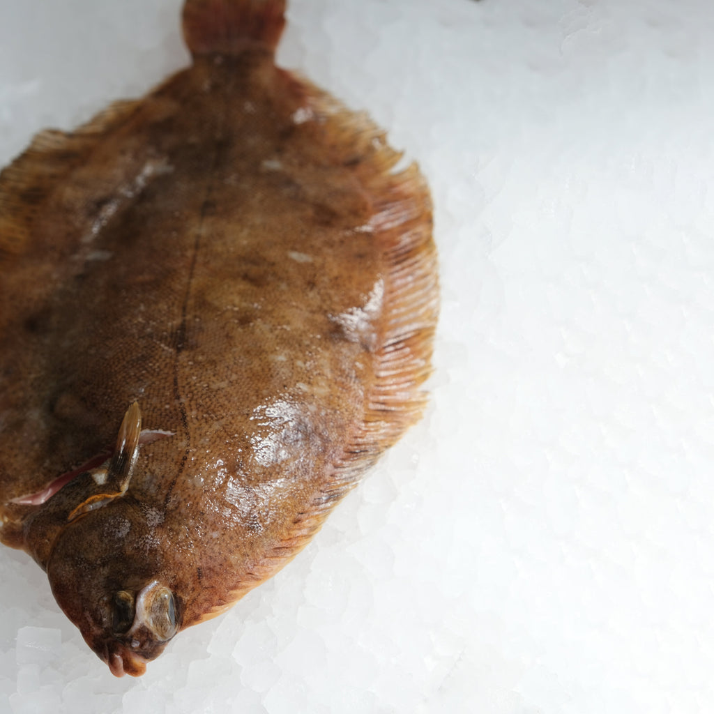 Lemon Sole