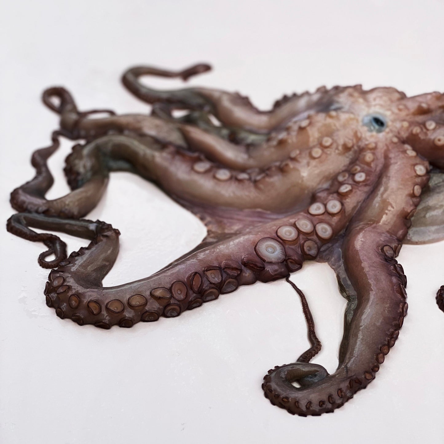 Galician Octopus