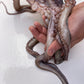 Galician Octopus