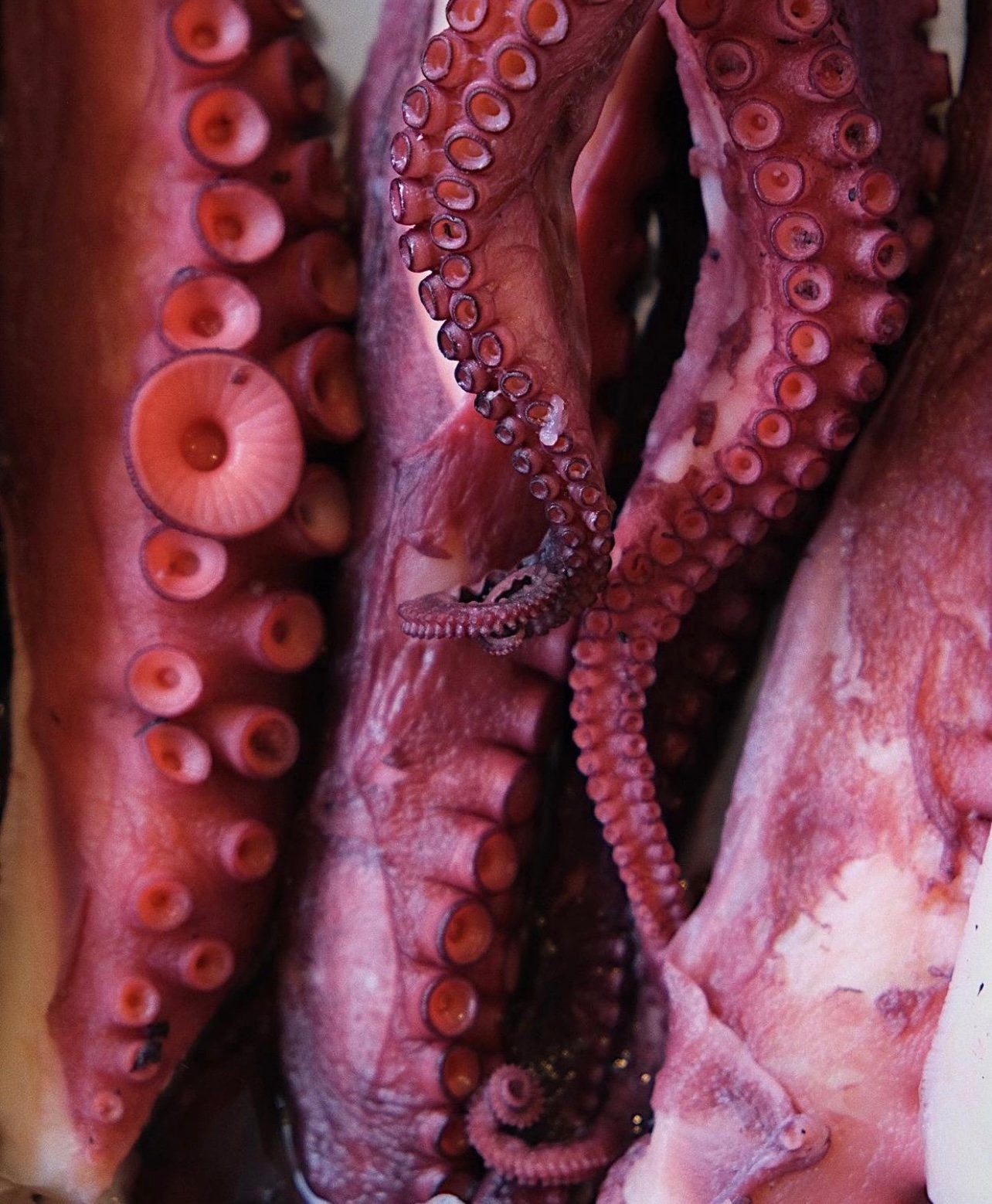 Cooked Octopus Tentacles x2
