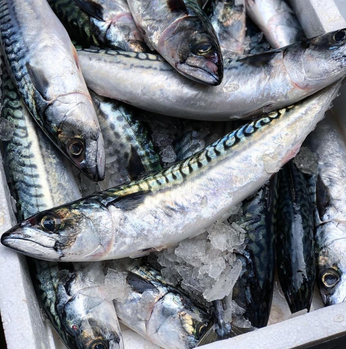 Mackerel, Filleted