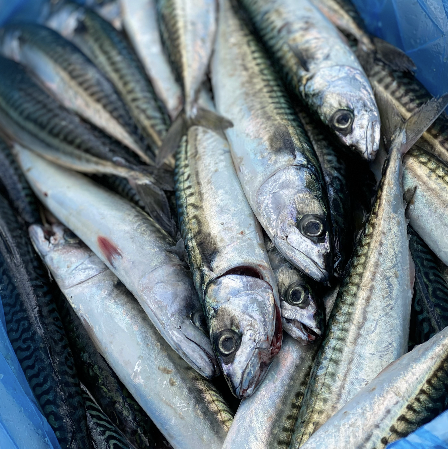 Mackerel, Whole