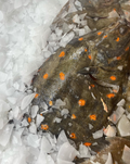Plaice