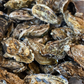Oysters