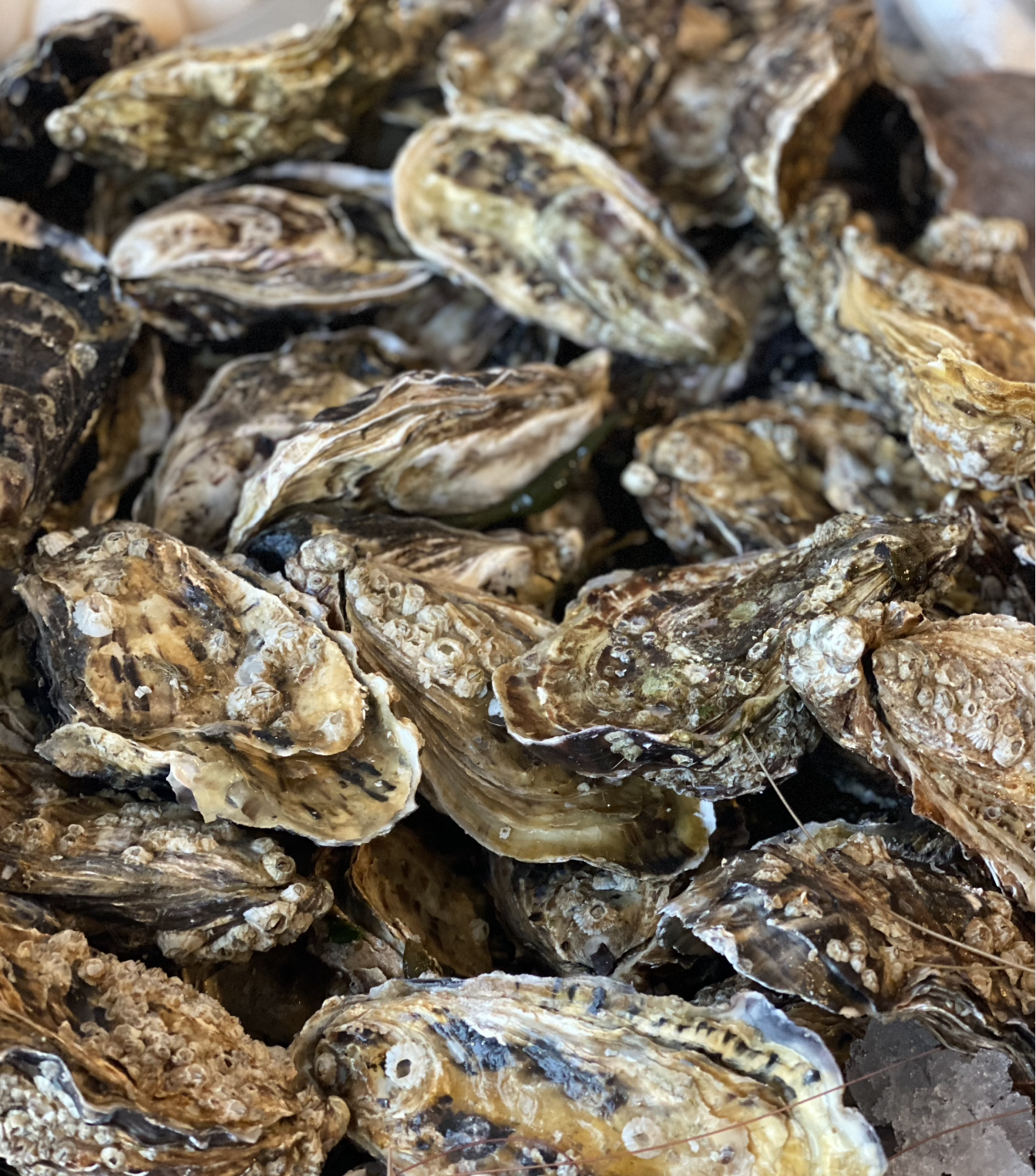 Oysters