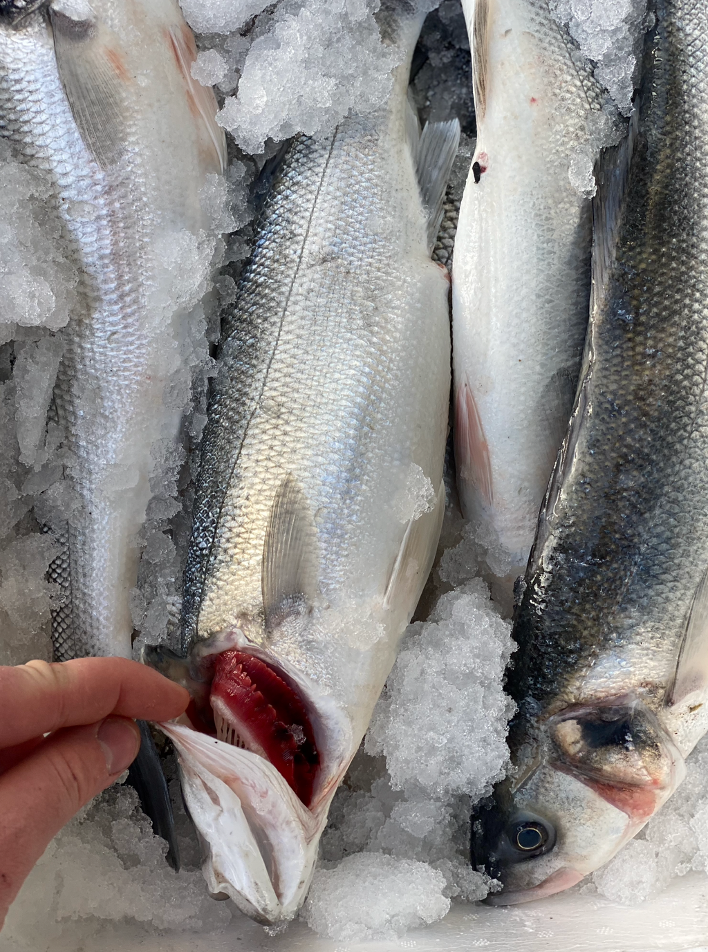 Wild Sea Bass