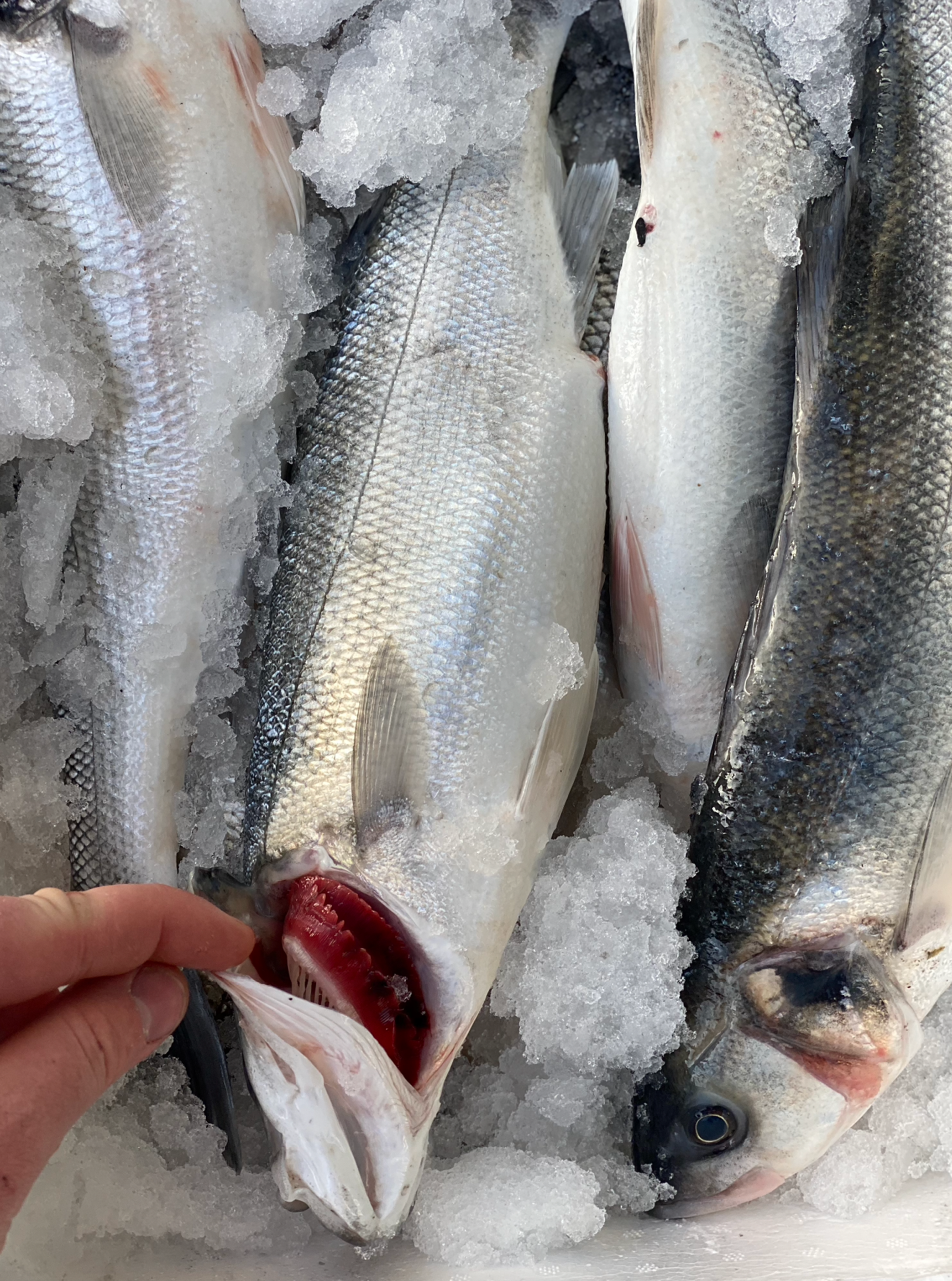 Wild Sea Bass