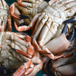 Handpicked White Cornish Crab Meat