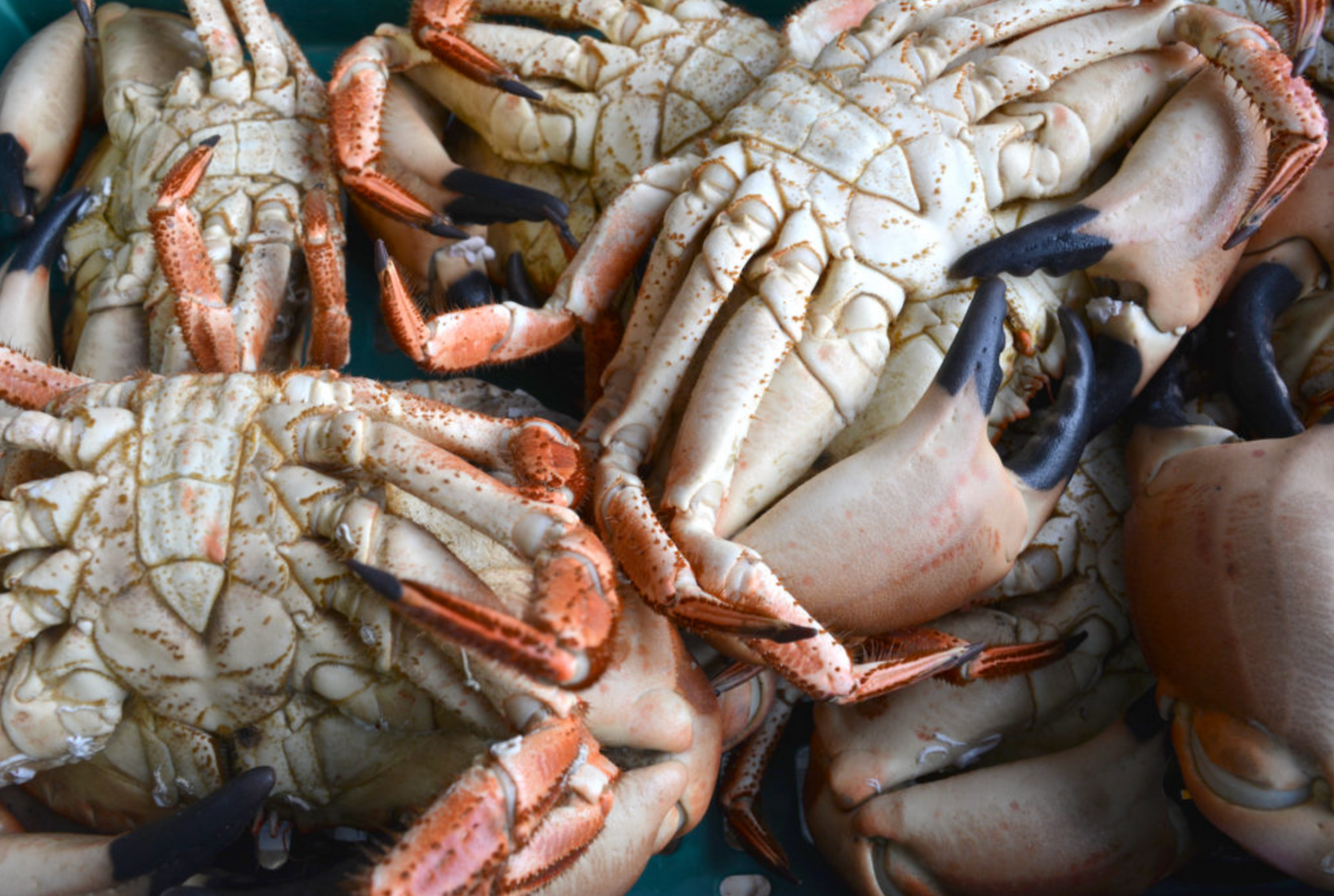 Handpicked White Cornish Crab Meat