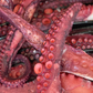 Cooked Octopus Tentacles