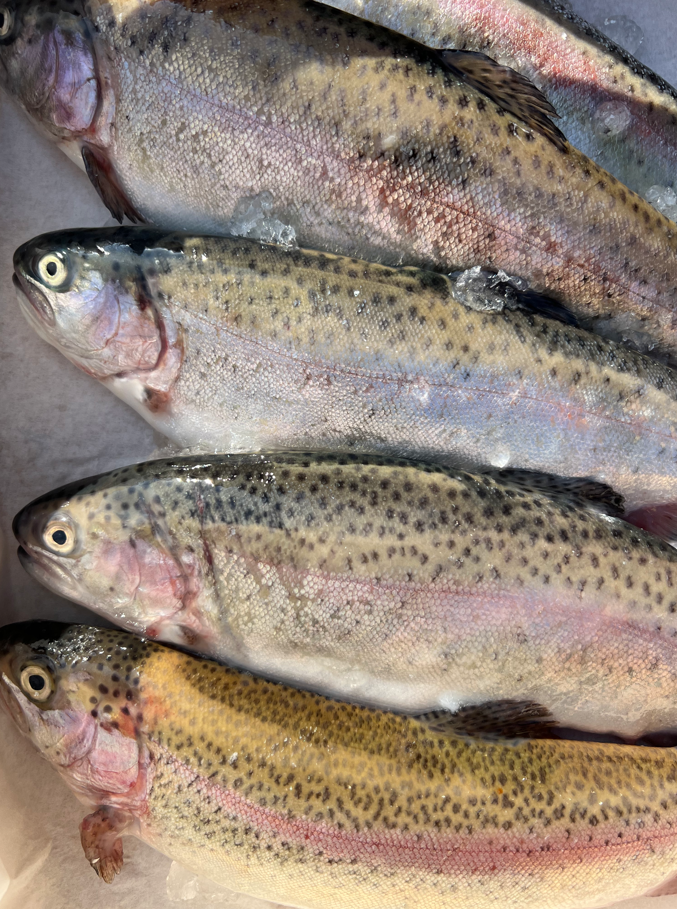 Ruby Trout Rainbow Trout – Life Of Fish