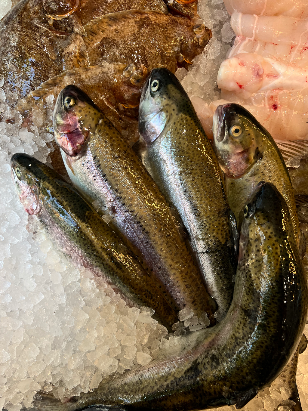 Rainbow Trout